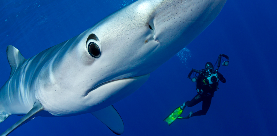 extreme photographer franco banfi underwater